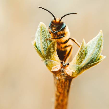 Detailed Macro of Bee on Sunflower Petal in Bloom