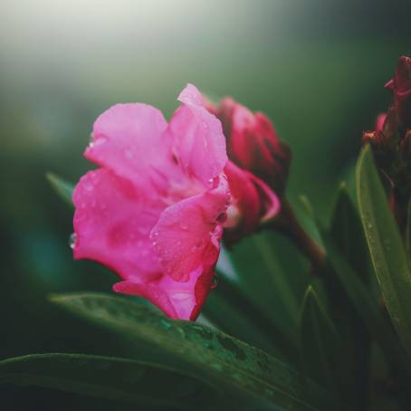 Detailed Macro of Water Droplets on Geranium Petals