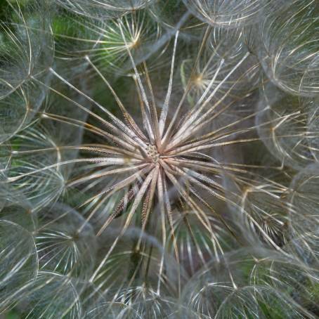 Detailed Macro Shot of Dandelion Goatsbeard Seed Head Floral CloseUp