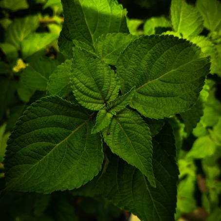 Detailed Mint Leaves in Green CloseUp of Vibrant Foliage and Texturesc