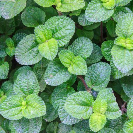 Detailed Mint Leaves in Green CloseUp of Vibrant Textures and Foliage Patterns