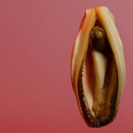 Detailed Mussels in Shells on White Background