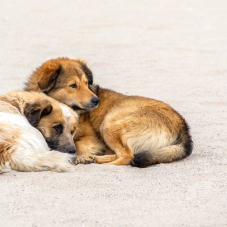 Dog Looking at Camera on Beach Sand in Thailand Morning Homeless Pet