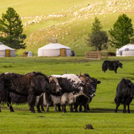 Dornod Mongolia Horses Grazing by Summer Stream