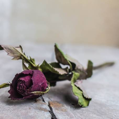 Dried Roses and Leaves Spread Out on a White Background