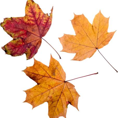 Dry Golden Leaves Beautiful Autumn Leaf Isolated on White