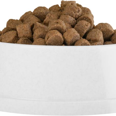 Dry Kibble in CloseUp White Dog Bowl