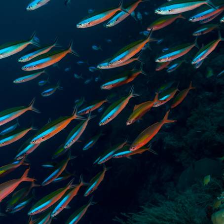 Dynamic School of Fusiliers in Indian Ocean Waters