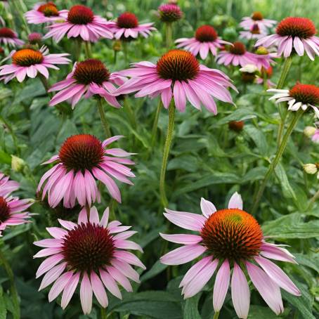 Echinacea Garden Fresh Organic Blooms and Greenery