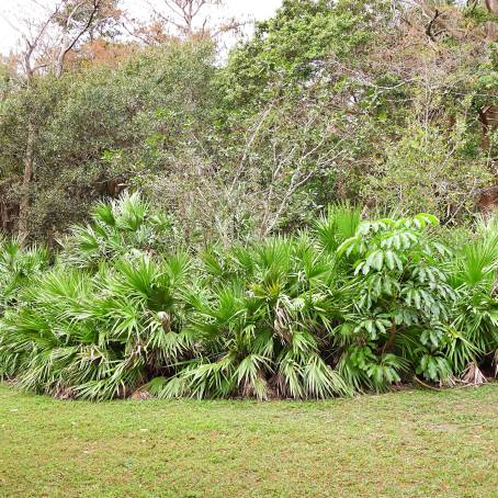 Ecological View of Saw Palmetto Tree Group Sabal Palm, Serenoa Repens