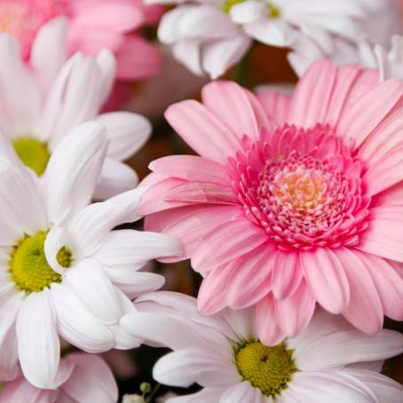 Elegant Blooming Pink Gerbera Daisy