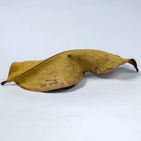 Elegant Golden Leaf Isolated Dry Autumn Leaf on White Background