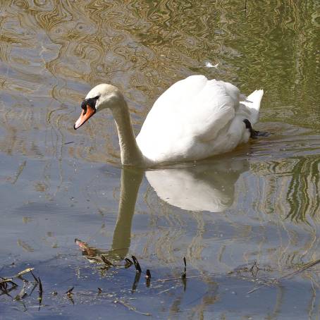 Elegant Mute Swan Reflections on a Still Lake