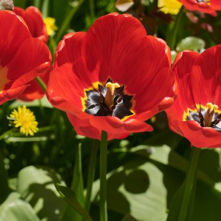 Elegant Red Tulips with Blurred Background CloseUp Photography