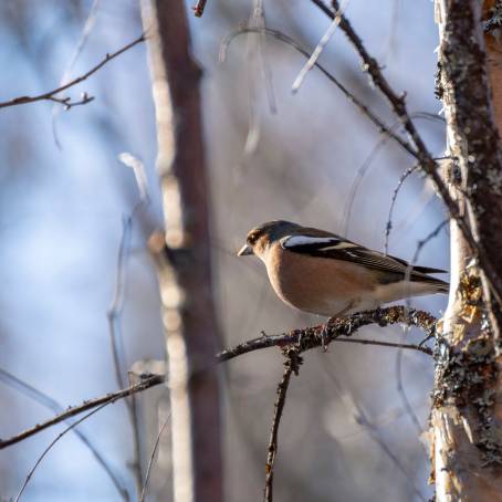 Emsland Bullfinch Perched on Fir Branch