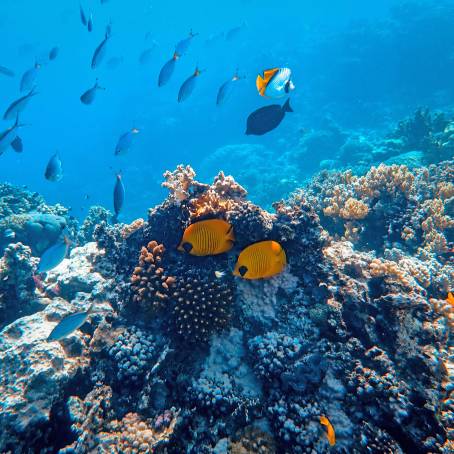 Enchanting Maldives Coral Reef with Tropical Fish and Clear Waters