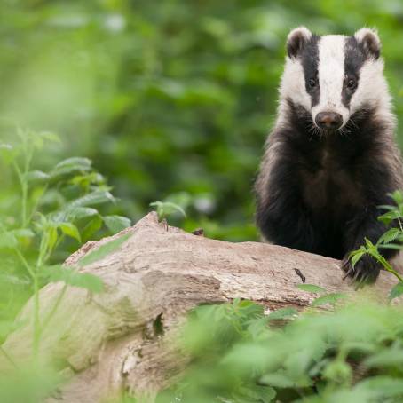 European Badger on Moss in Morning Forest Light