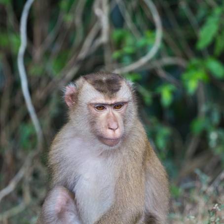 Exciting Playtime of African Monkeys at Monkey Park