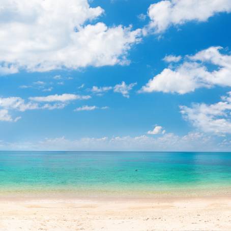 Exotic Beach Panorama with Coconut Trees and Blue Ocean