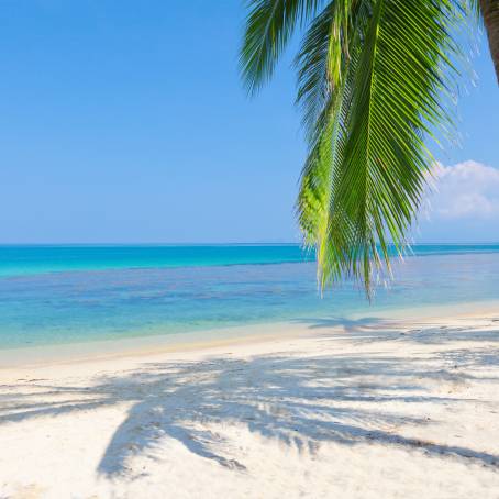 Expansive Beach Panorama with Coconut Trees and Clear Waters