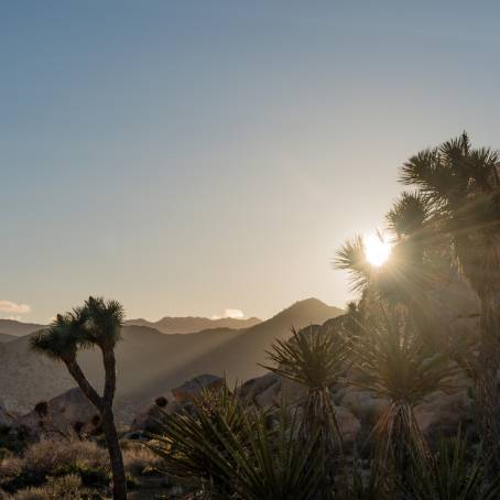 Exploring Joshua Tree National Park at Sunset