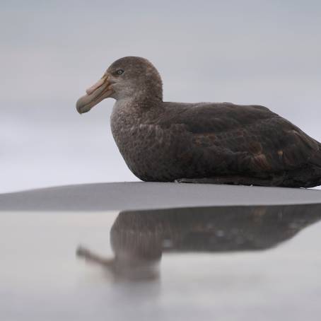 Exploring Northern Giant Petrels and Southern Royal Albatross