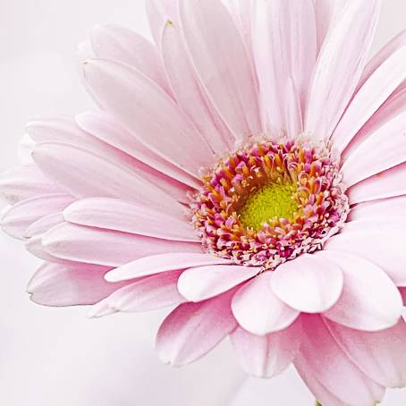 Exquisite Pink Gerbera Daisy in Bloom