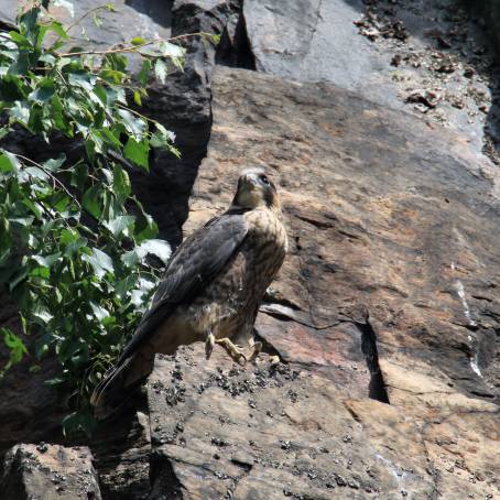 Feeding Peregrine Falcon Chicks at City Church