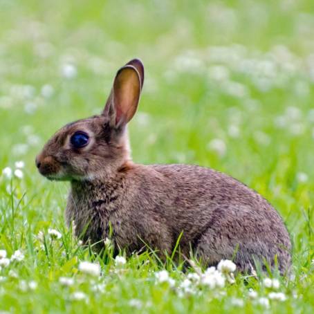 Festive Bunny with Colorful Eggs in Sunny Spring Meadow