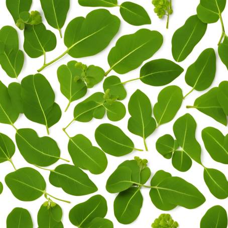 Flat Top Image of Moringa Leaves Isolated Fresh Green Superfood on White