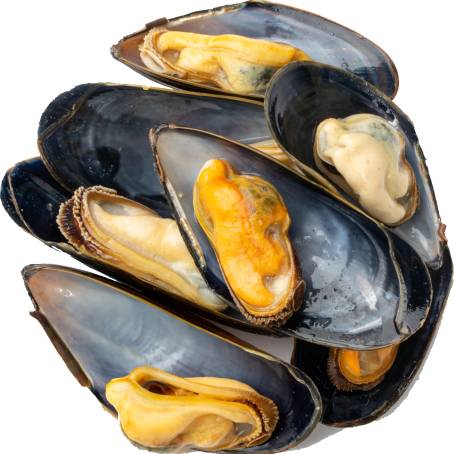 Floating Mussels on White Isolated Surface