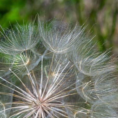 Floral CloseUp of Dandelion Goatsbeard Seed Head Macro Detail