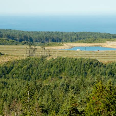 Forest Regrowth Natures Victory Over Damage