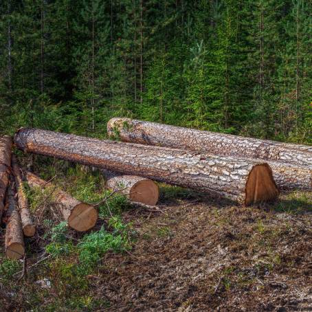 Forest Timber Logging Sawn Spruce Trunks Ready for Removal