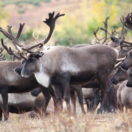 Forollhogna National Parks Autumn Reindeer