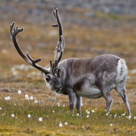 Forollhogna Park Reindeer and Autumn Colors