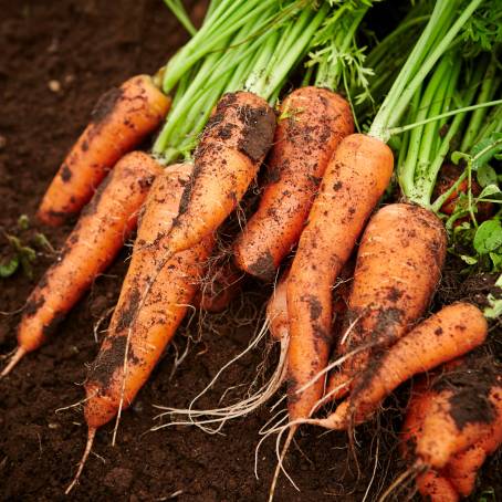 Fresh Carrots Daucas Carota Top View Isolated on White for Healthy Food Preparation and Diet