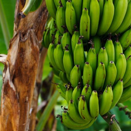 Fresh Green Bananas in Yangon Fruit Stall