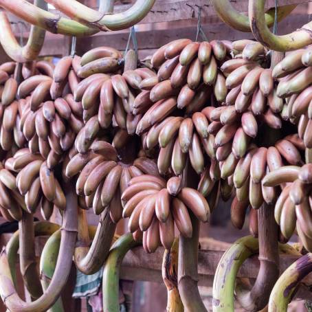 Fresh Green Bananas in Yangon Market