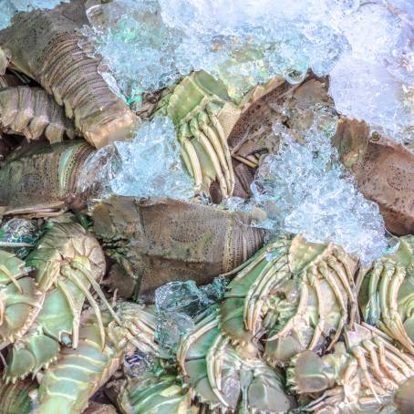 Fresh Mantis Shrimp Displayed on Ice at Thai Fish Market Close Up Seafood Shot