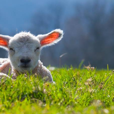 Fresh Spring Lambs in the Meadow A New Seasons Arrival