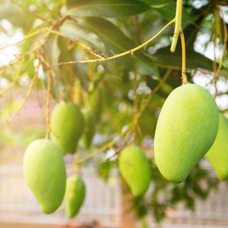 Fresh Yellow Mango Top View Isolated on White Background, Ideal for Vibrant Fruit Photography