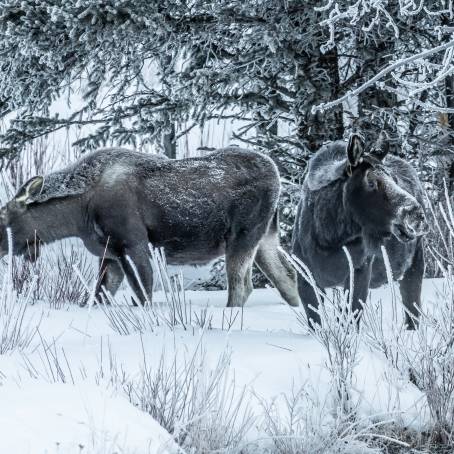 Frosty Lapland Snowy Forest with Mother Moose and Calf