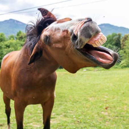 Funny Horse Showing Teeth at Latvian Zoo