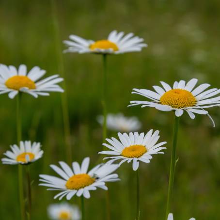 Garden Daisies CloseUp with Dew on White Petals