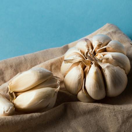 Garlic Pile and Whole Head Isolated on White