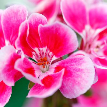 Geranium Petals with Water Droplets Macro CloseUp Photography