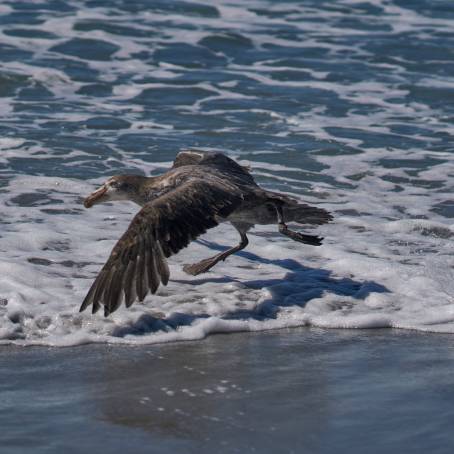 Giant Petrels and Royal Albatrosses in Their Natural Habitat