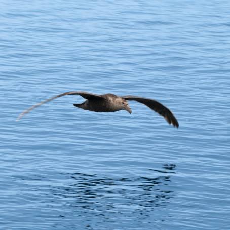 Giant Petrels and Royal Albatrosses Northern and Southern