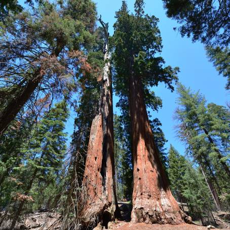 Giant Sequoias Natures Ancient Monuments